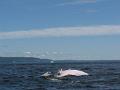 Baleines 006